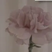 Sugar