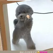 Shinの画像