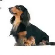 darkeelの画像