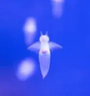 エリオ