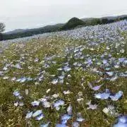 メイの画像