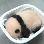 わかめの画像