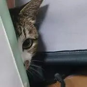 らら