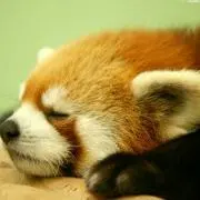 SHIMONの画像