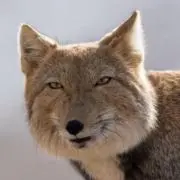 もも