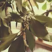 しきび