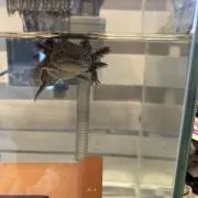 KHの画像