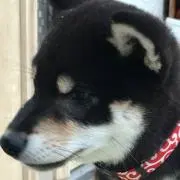 yoakの画像
