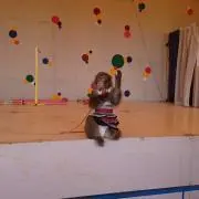 けろっぴ
