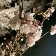 みぃ