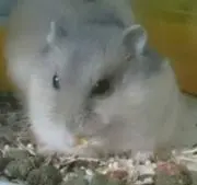 こげたんの画像