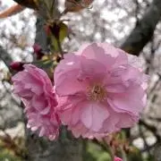 ゆりの画像