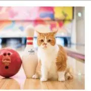 たかの画像