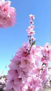 朱色〘猫にやさしい首輪・けりぐるみ〙の画像