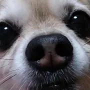 しんのすけ
