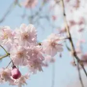 まるの画像
