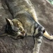 バスターの画像