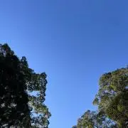 いぬの画像