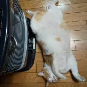 うーにゃんの画像