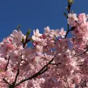 sakuraの画像