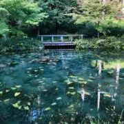 Nekkoの画像