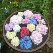 ひなこの画像