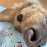 モカの画像