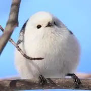 華姫ショコラ