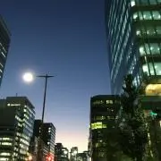 やまとなでしこの画像