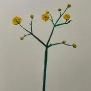 kiikiiの画像