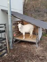 ちびたの画像