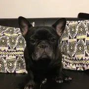 ハルの画像
