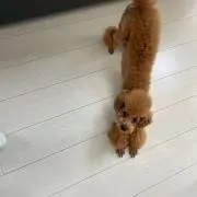 TK