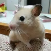 Ku-☆必ず購入前にコメントお願いします