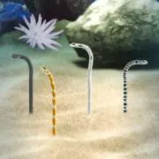 チンアナゴ
