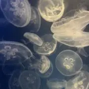 こんこんの画像