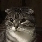 つむぎの画像