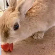 なつの画像