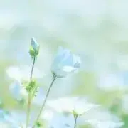 sui
