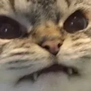 みの画像