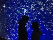 はなちの画像