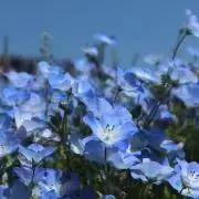 oka