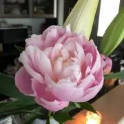 あんこの画像