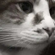 ay