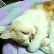 ミルク