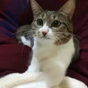 apolo