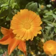 【趣味ライター専門店】の画像