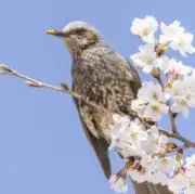 ジル　。:* . ᵕ̈*❁ *。゜の画像