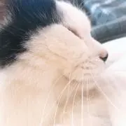 ほし