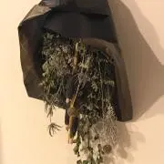 shihoの画像